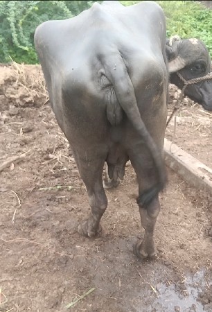 ટોટલ જવાબદારીથી દેવાની છે