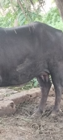 ભેશવેસવાનીવેતર૧