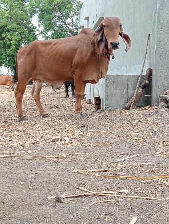 ગઢવી મો9727963624