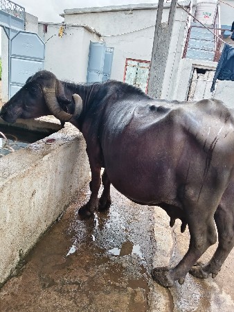 ભેંસ વેચવાની છે.