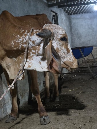 ગાય વેચવાની છે