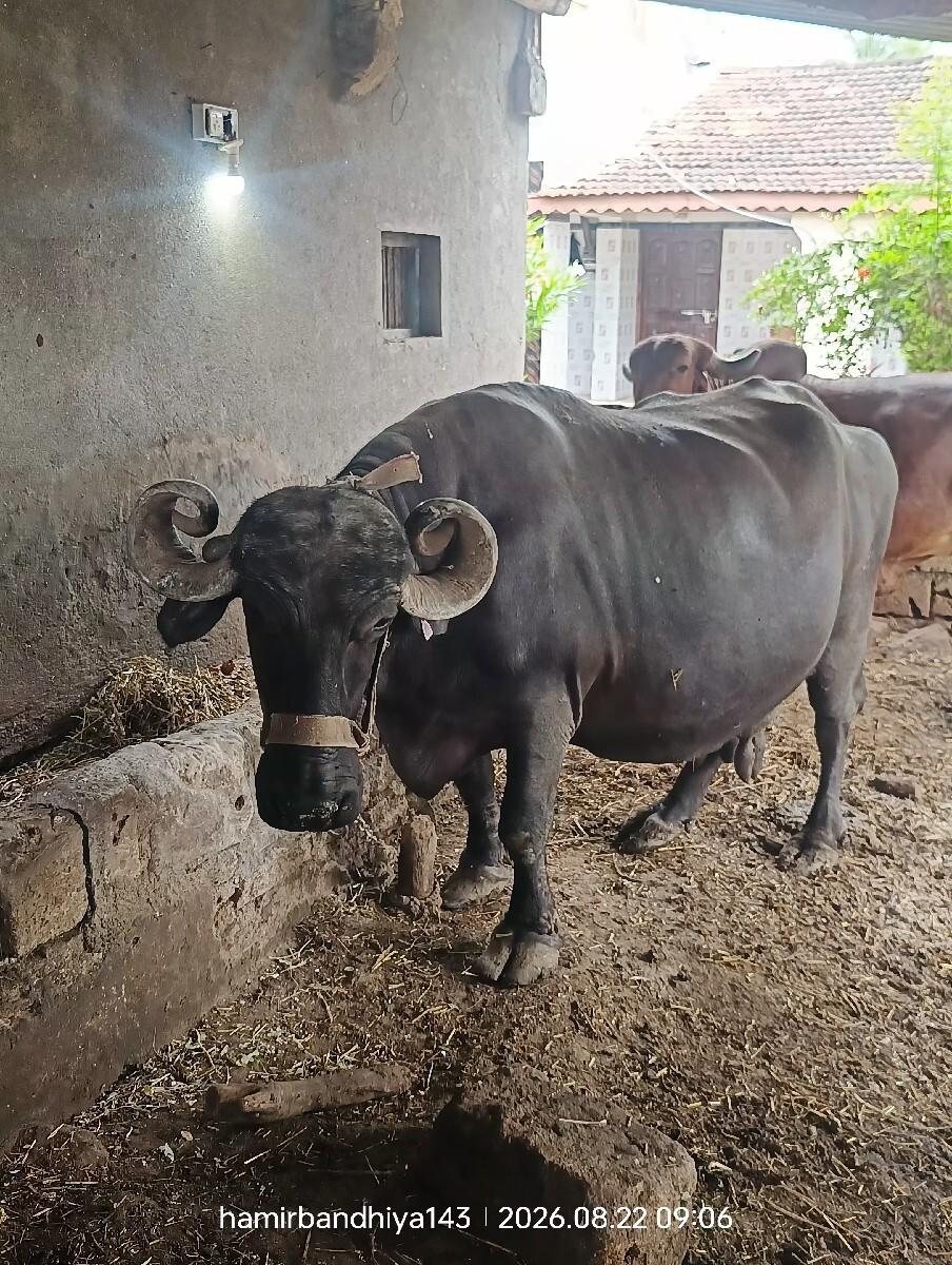 ભેંસ વેચવાની છે