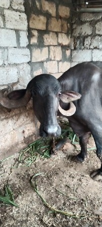 આ ભેંસ વેચવાની છે