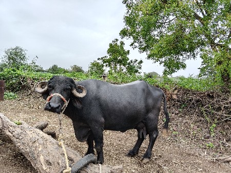 ભેંસ વેચવાની છે.