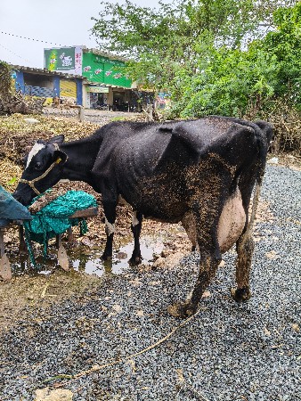 જર્સી