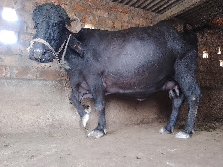 ભેંસ વેસવાની સે