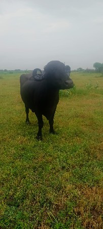 ભેસ વેચવાની છે