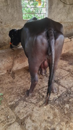 બીજું વેતર ગાભણીસે પદરદીવસનીકાસીસે