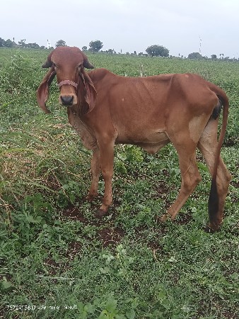 બે ગીર વાછડી વેચવાની છે