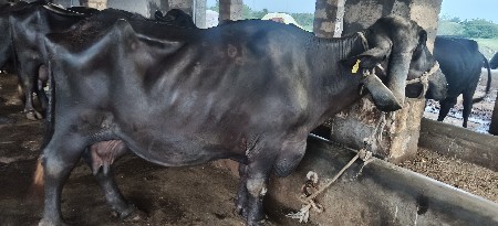 ભેસ વેસવાની સે 4થૂ વેતર વીયાસે