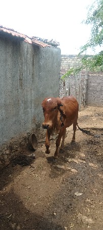 ગીર દેશી વાંસડી વેચવાની છે