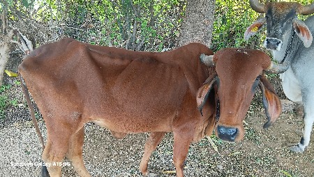 ગીર ગાય