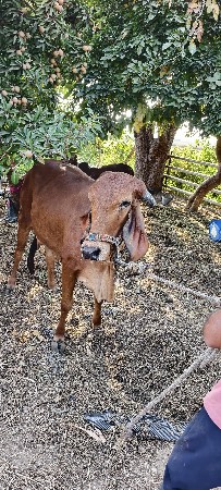 ગીર ગાય વેચવાની છે
