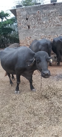 ભેંશ