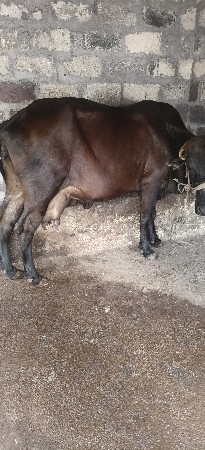 સાવ સોજી ગાય વેસવાની