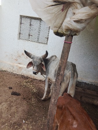 બળદ વેચવાના છે