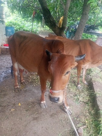 ગાય વેચવાની છે