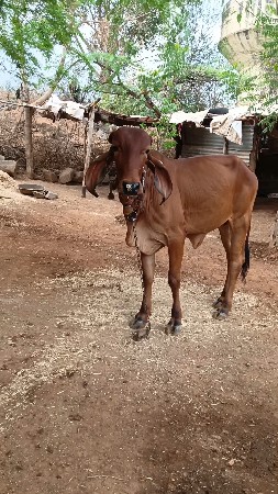 2વરસનિ વાસડિ