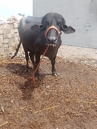 વેતર માં 1
