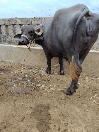 ભેસ વેસવાની છે