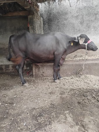ભેંસ વેચવાની છે