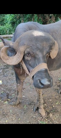 ટોપલ જાફરાબાદી ખડી