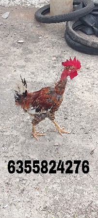 આ મુરઘો વેચવાનો છે