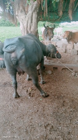 ભેંસ વેચવાની છે