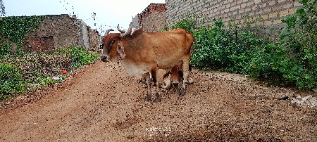 ભૂરી ગાય વેચવાની છે
