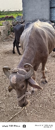 ભેસ