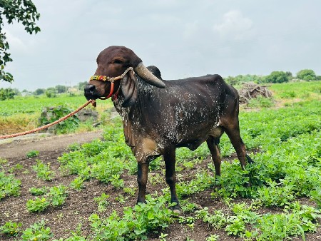 વેચાણ