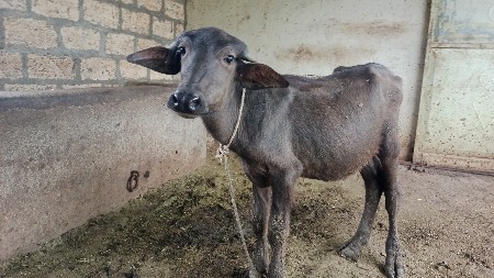 પાડી વેચવાની છે