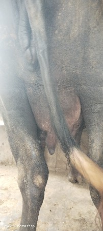 બીજા વેતાળની છે