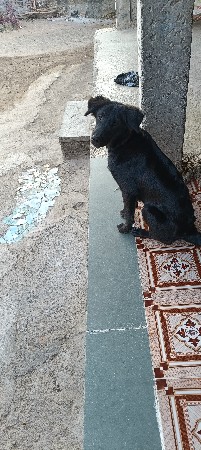 dog vesava no