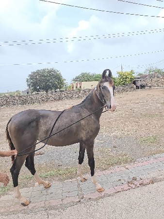 વછેરી વેચવાની