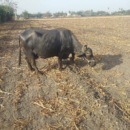 ભેસ વેશવાની સે