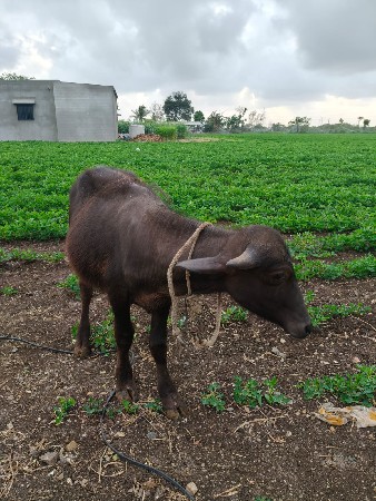 વેચવાનું છે