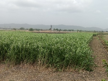 લીલું