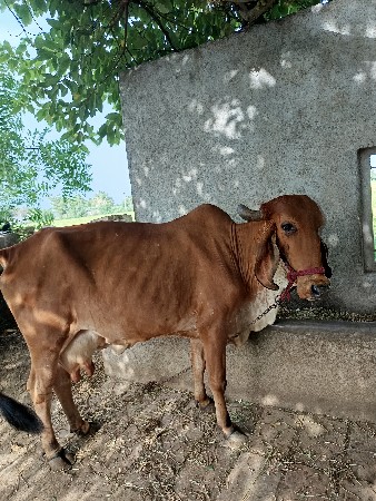 ગાય વેચવાની છે.