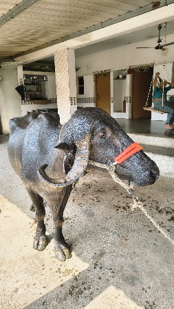 ખડેલી