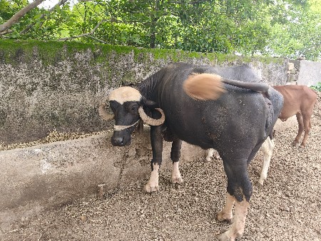 ભેંસ