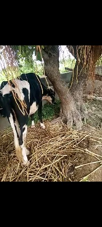 પ્યોર ઈસાબ 2 વાસડી