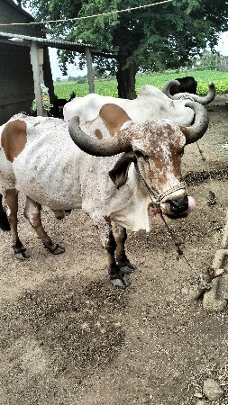 બલદવેચવાનાછે