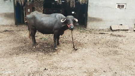 ખડેલુ  વેચવા ની છે.