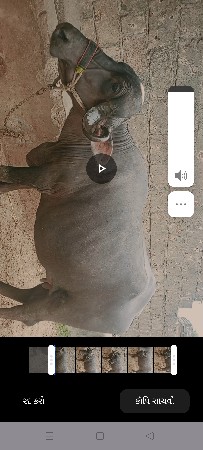 પેલું વેતર ખડેલી