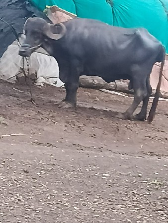 ભેંસ વેચવાની છે