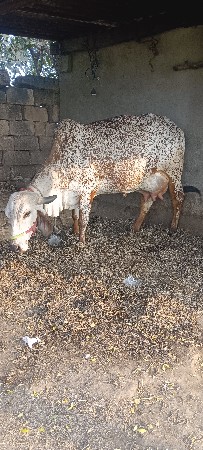 ગીર ગાય વેચવાની છે
