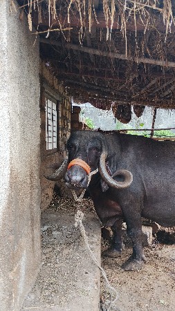 ભેંશ વેચવાની છે.