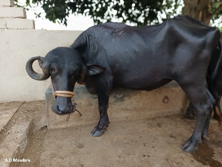 ખડેલી