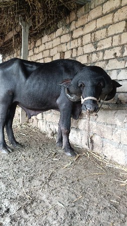 દાવ પાડો છે